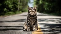 „Friedhof der Kuscheltiere“ ist zurück: Seht die ersten Bilder zum neuen Horrorfilm von Stephen King