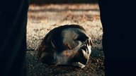 Michael Myers ist zurück: Fast nur Todesschreie im deutschen Teaser zu „Halloween Kills“