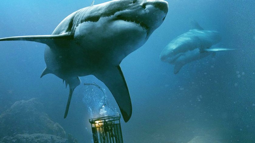 Ab jetzt neu bei Amazon Prime: Doppelter Hai-Horror gratis