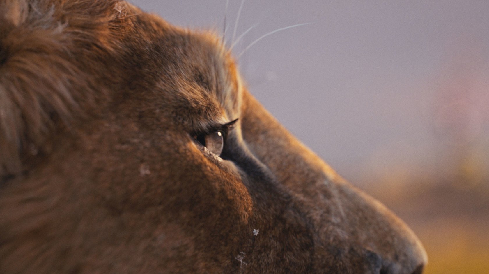 Jetzt bei Disney+: „Mufasa: Der König der Löwen“ offenbart, was sich Fans seit 30 Jahren fragen
