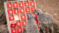 Last Minute am Black Weekend: Adventskalender jetzt bestellen und pünktlich zum 1. Dezember erhalten