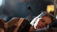 Nichts für Leute mit Spinnenphobie: Erster Horror-Trailer zu „Sting“ sorgt für Ekel und Panik