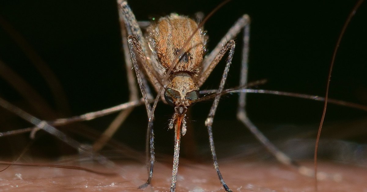 Anti-mosquito plugs and Co. – pure nonsense