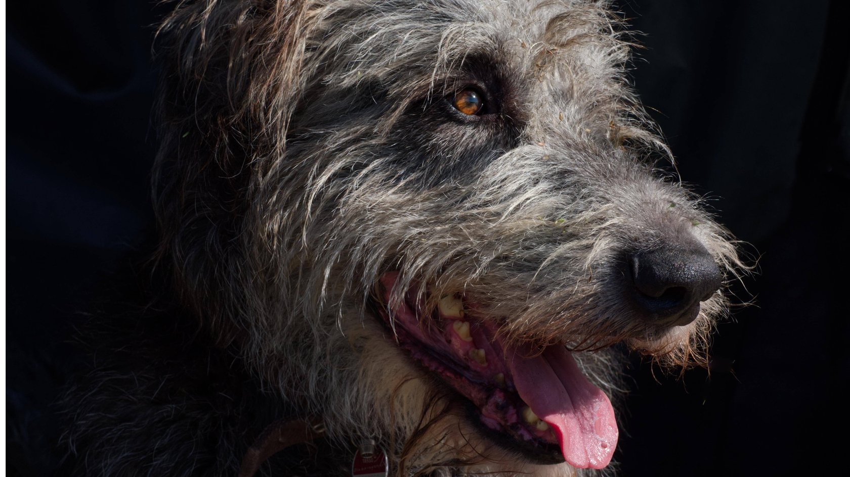 Der wahre Star in ihrem größten TV-Fall: Hat Barbara Salesch wirklich einen Hund?