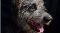 Der eigentliche Star in ihrem größten TV-Fall: Hat Barbara Salesch wirklich einen Hund?