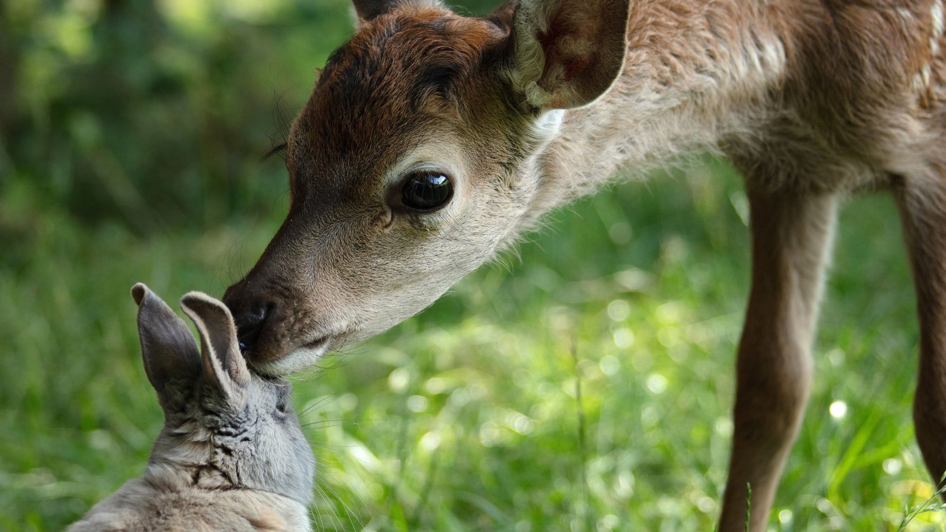 Bambi so wild wie nie zuvor – Neuverfilmung sprengt die Grenzen von Live-Action