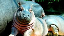 Dieser Hippo ist nicht so happy: Im Tierhorror „Hungry“ sorgt ein Nilpferd für Todesangst