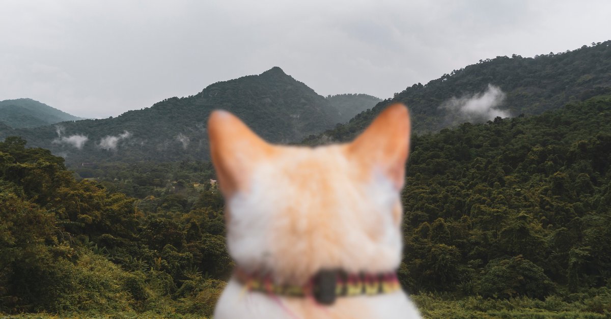 Katze tracken mit AirTag Geht das?