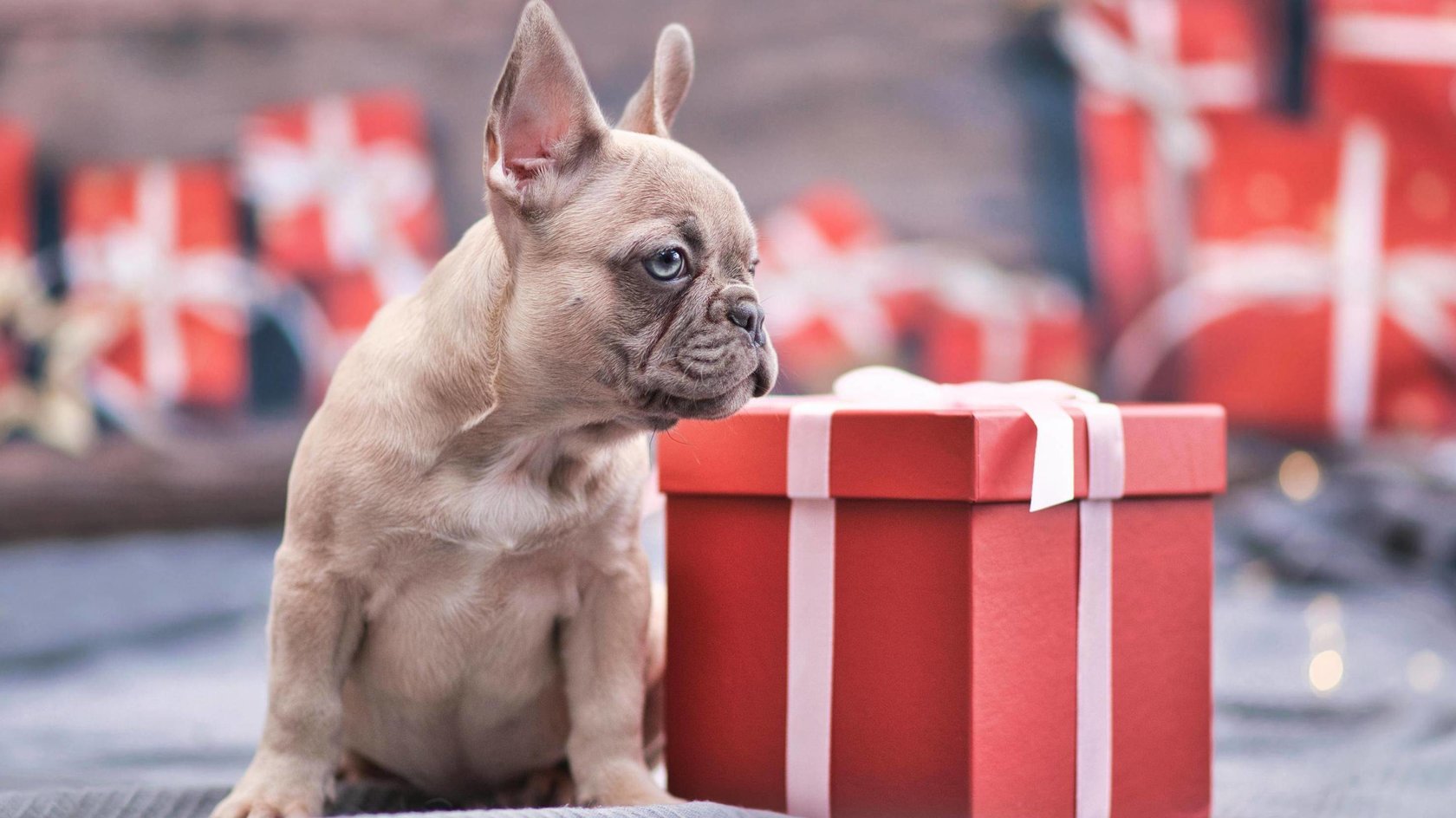 Streaming-Angebote für Weihnachten, Last-Minute-Geschenkideen und Schnäppchen