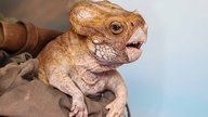 „Jurassic World 4“ ehrt mit Dolores die „echten“ Dinosaurier aus „Jurassic Park“: So wurde der süße Baby-Dino zum Leben erweckt
