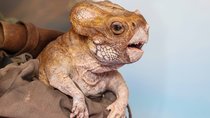 „Jurassic World 4“ ehrt mit Dolores die „echten“ Dinosaurier aus „Jurassic Park“: So wurde der süße Baby-Dino zum Leben erweckt