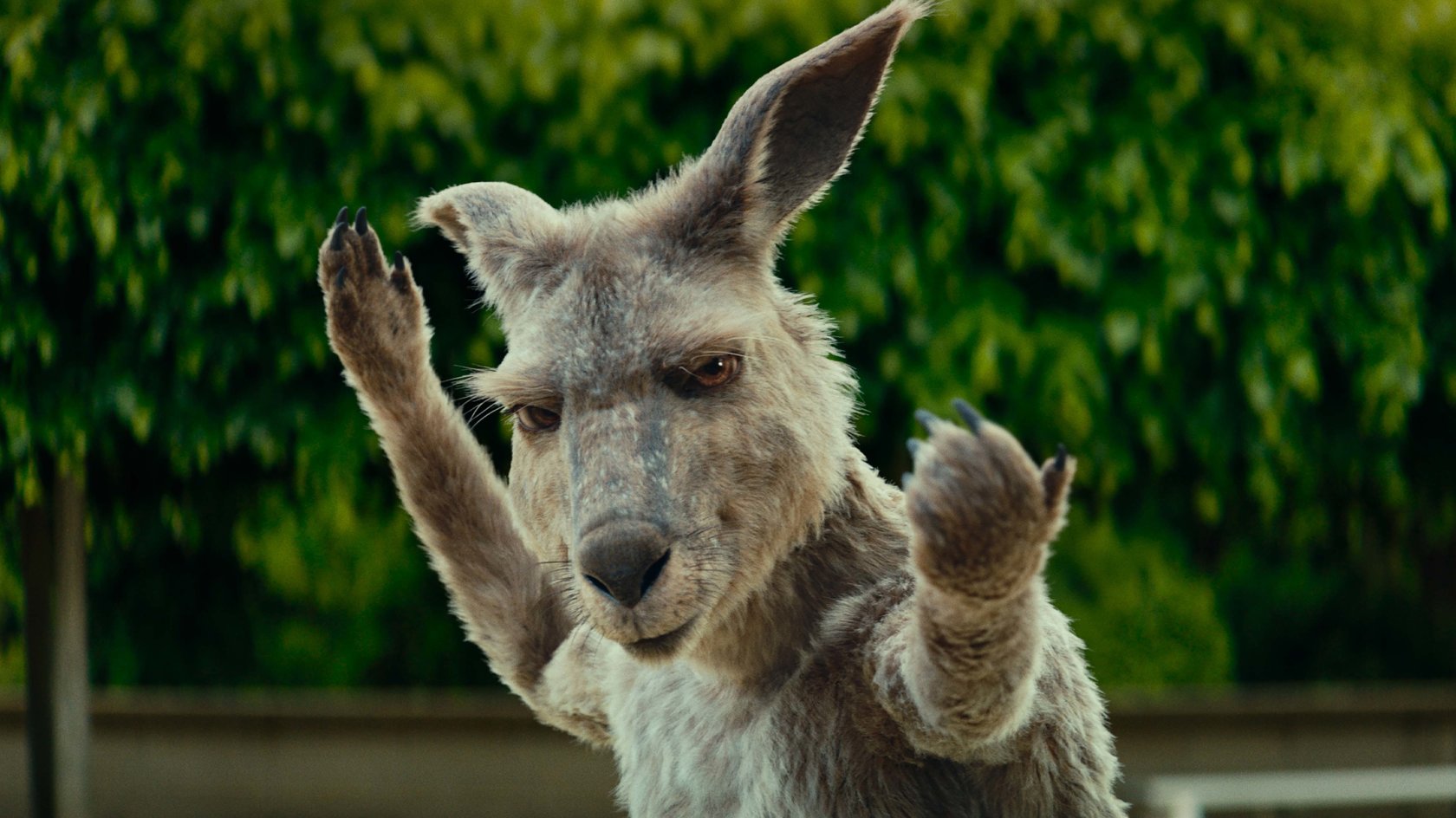 „Die Känguru-Chroniken“: Bücher und Filme in der richtigen Reihenfolge