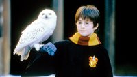 Dieses reduzierte „Harry Potter“-Kleidungsstück darf in keiner Kammer des Stils fehlen