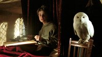 „Harry Potter“-Tierquiz: Könnt ihr alle Fragen zur Tierwelt im magischen Universum beantworten?