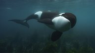 Zum Earth Day: Gewinnt zwei Bildbände zur neuen Disney+-Dokumentation über Wale!