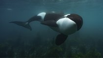 Zum Earth Day: Gewinnt zwei Bildbände zur neuen Disney+-Dokumentation über Wale!