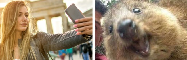 20 Fotos von Tieren, die bessere Selfies machen als du