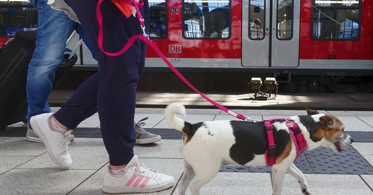 49-Euro-Ticket: Hunde oder Fahrräder mitnehmen?